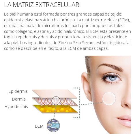 matriz extracelular
